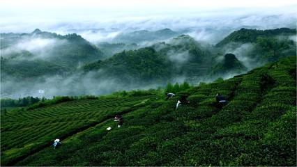 絲綢之路引領黔茶出山，貴定云霧貢茶落腳絲路起點