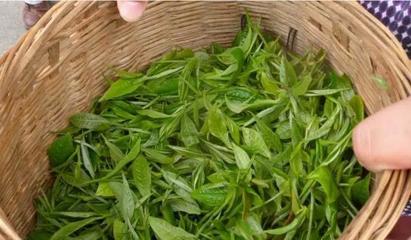 從茶臺到舞臺 30歲逆襲創業，借力煥唄成就富一代傳奇